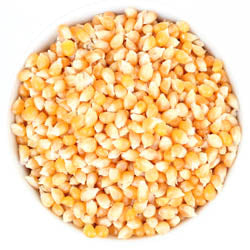 YELLOW POPCORN ,ORGANIC 5 LB