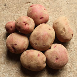 BEYOND ORGANIC RED POTATOES, APPROX 25 LB