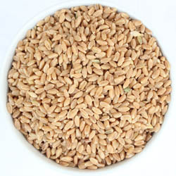 Hard White (aka. Prairie Gold) Wheat Berries, Organic, 10 LB Bag